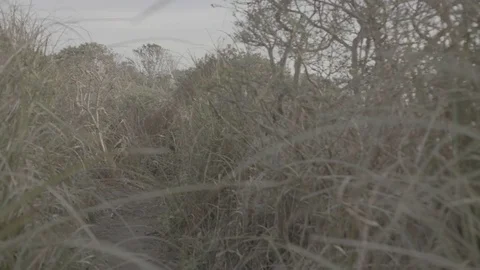 Slow Motion Walking Through Grass - Log Stockbeeldmateriaal 85451299