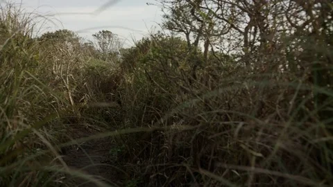 Slow Motion Walking Through Grass Stock Footage 85451447