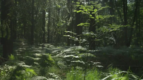 SLOW MOTION: Walking through mysterious forest Video stock 41458157