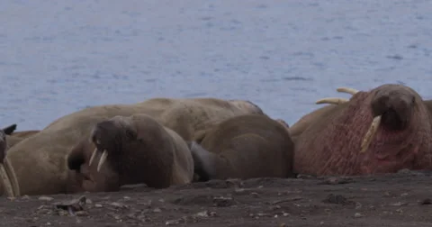 Slow motion - walrruses adjust positions on arctic beach Stock Footage 56362670