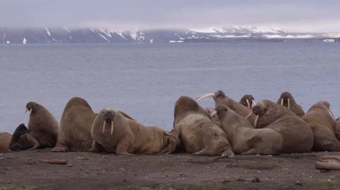 Slow Motion - Walruses on Beach - Pan Stock Footage 52917568