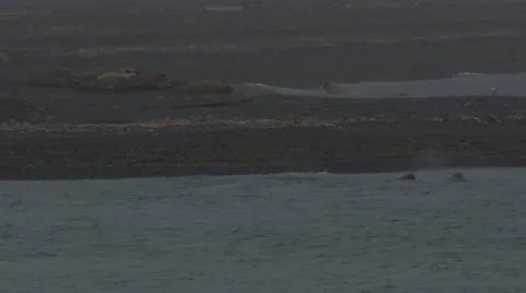 Slow Motion Walruses Playing in the Arctic Ocean -  05 Stock Footage 46799702
