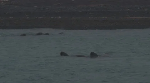 Slow Motion Walruses Playing in the Arctic Ocean -  03 Video stock 46801219