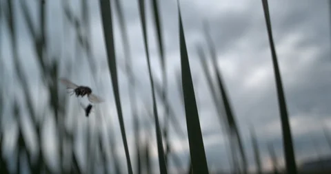 Slow Motion Wasp Drops fly Stock Footage 114478830