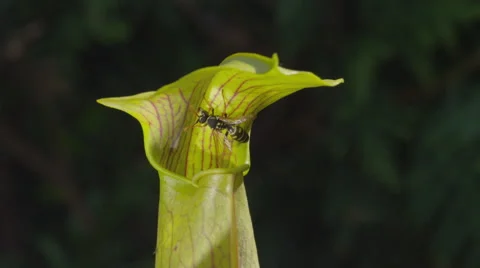 SLOW MOTION: Wasp falls into the carnivorous plant Stock Footage 42053988