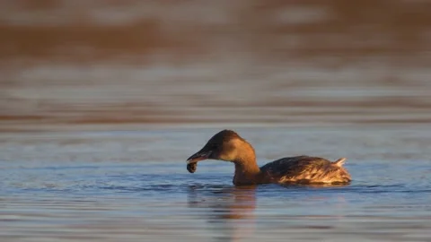 Slow motion of water bird dabchick shaking water snail and successfully extra Stock Footage 170090887