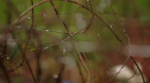 Slow Motion Water Drip off branches rack focus Stock Footage 25006562