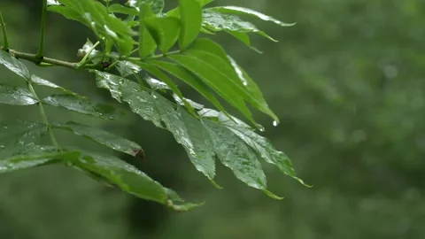 Slow motion of water dripping down from green leaves in garden after rain Stock Footage 172153389