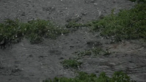 Slow motion, Water drips on some kind of wild plant during heavy rain 1 Stock Footage 309515268