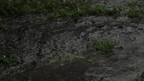 Slow motion, Water drips on some kind of wild plant during heavy rain 3 Video stock 309515526