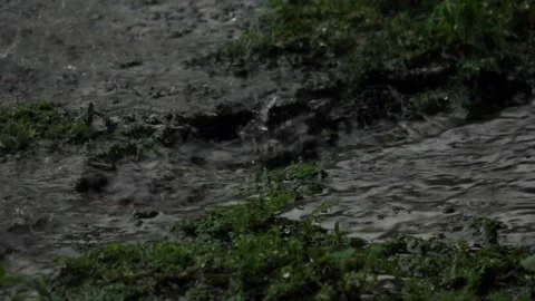 Slow motion, Water drips on some kind of wild plant during heavy rain 2 Stock Footage 309515561