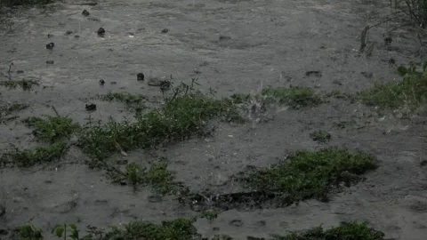 Slow motion, Water drips on some kind of wild plant during heavy rain 4 Stock Footage 309520244