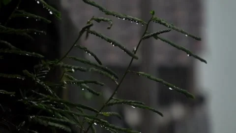 Slow motion, Water drips on some kind of wild plant during heavy rain 6 Video stock 309520308