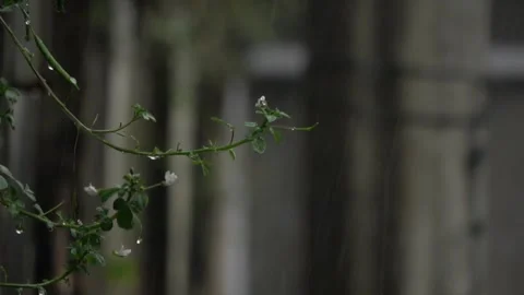 Slow motion, Water drips on some kind of wild plant during heavy rain 5 Video stock 309522573