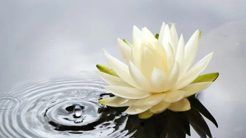 Slow motion of water drop falling into water with water lily flower Stock Footage 135892761