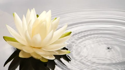 Slow motion of water drop falling into water near white lotus water lily flower Stock Footage 141121041
