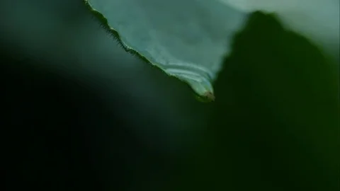 Slow motion water drop Stockbeeldmateriaal 79596101