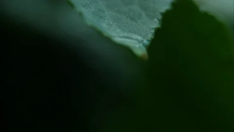 Slow motion water drop Stockbeeldmateriaal 79596105