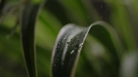 Slow Motion Water Drop Landing On Green Plant Leaf Stock Footage 339030593