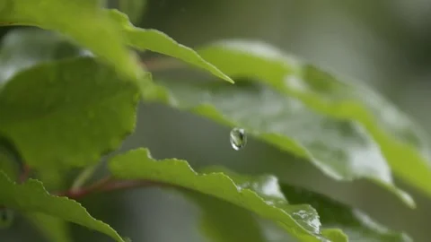 Slow motion water drop from leaf Видео 300280135
