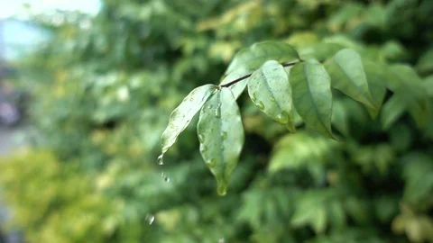 Slow motion of water drop on leaves Stock Footage 104430991
