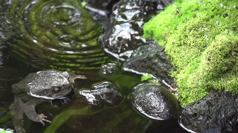 Slow Motion Water drop rings With Toad in Pond 240fps Vídeo Stock 45994038