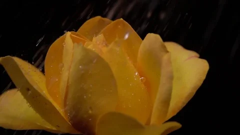Slow motion of water drop spraying on yellow rose Video stock 82304196