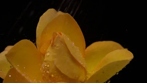 Slow motion of water drop spraying on yellow rose Video stock 82304828