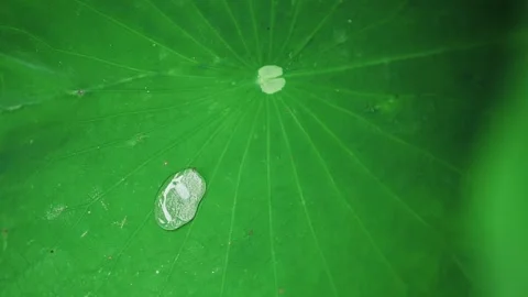 Slow Motion Of Water Drop Swinging On Lotus Leaf Stock Footage 254031752