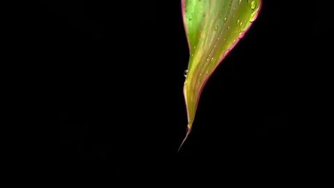 Slow motion. Water droplets drip slowly down the green leaf. Black background Vídeo Stock 156725423