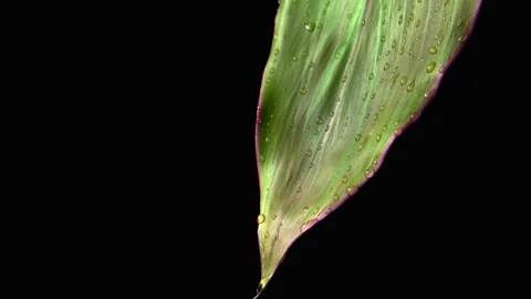 Slow motion. Water droplets drip slowly down the green leaf. Black background Vídeo Stock 156725441