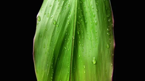 Slow motion. Water droplets drip slowly down the green leaf. Black background Vídeo Stock 156725535
