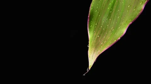 Slow motion. Water droplets drip slowly down the green leaf. Black background Vídeos de archivo 159866378