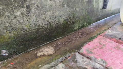 Slow Motion Water Droplets Falling on Ladybug on Mossy Wall Stock Footage 324555853