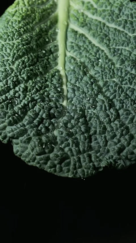 Slow motion of water droplets flowing down from textured leaf of Savoy cabbage Stock Footage 284240232