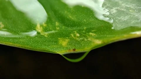 Slow Motion Water Drops Close-Up On Leaves Stock Footage 231370957