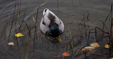 Slow motion of water drops drip from a duck's head Vidéo 287452107