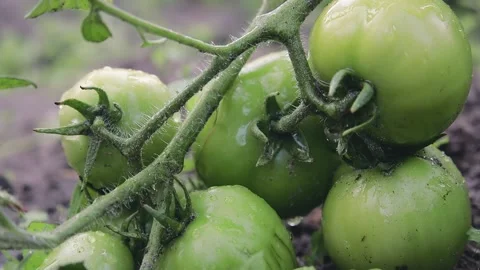 Slow motion water drops fall on the unripe green fruit of tomatoes Stock Footage 139028723