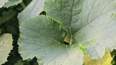 Slow motion water drops fall on the surface of the squash plant leaf Stock Footage 139028873