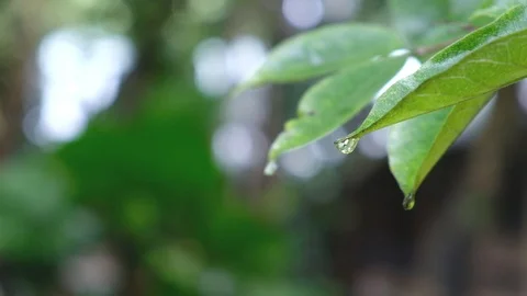 Slow Motion, Water drops  falling on green leaves during rain, Full HD Stock Footage 91570998