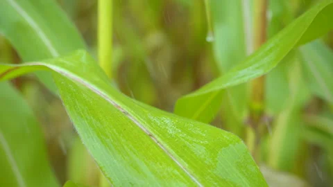 Slow Motion of Water Drops Falling on Green Leaves of Corn Plant on Field. Sl Stock Footage 138417213