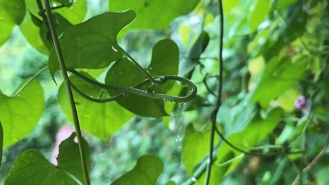 Slow Motion Water Drops Falling from Vine with Natural Blur Background Stock-Footage 315373053