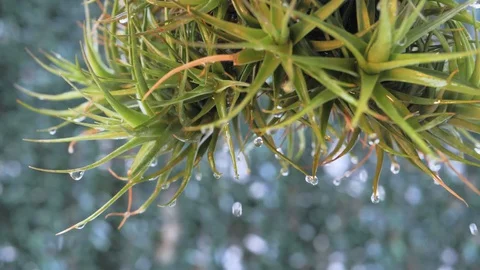 Slow motion water drops on spiny aerial cactus in rain with unfocused background Stock Footage 128540813