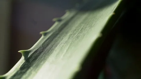 Slow Motion Water Falling Down Aloe Vera Plant Leaf with Light Leak Stock Footage 114146770