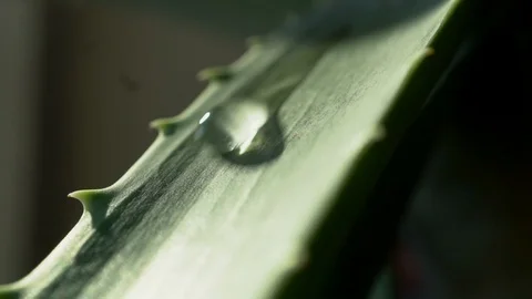 Slow Motion Water Falling Down Aloe Vera Plant Leaf Stock-Footage 114146890