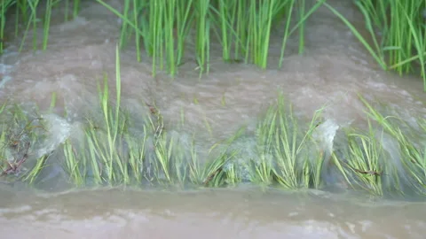 Slow motion water flood on rice field in countryside of farmer Vídeo Stock 217410442