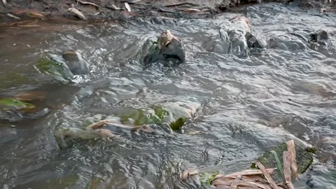 Slow-motion of water flowing through the rocks in the river Stock Footage 246527057