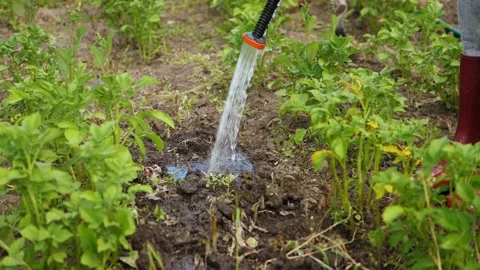 Slow motion water flows from hose and pours potatoes Stock Footage 231628897