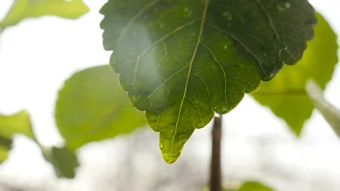 Slow motion of water on a green leaf. Close-up Stock Footage 127698664