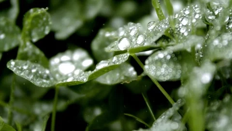 Slow motion water on leaves Видео 300280144